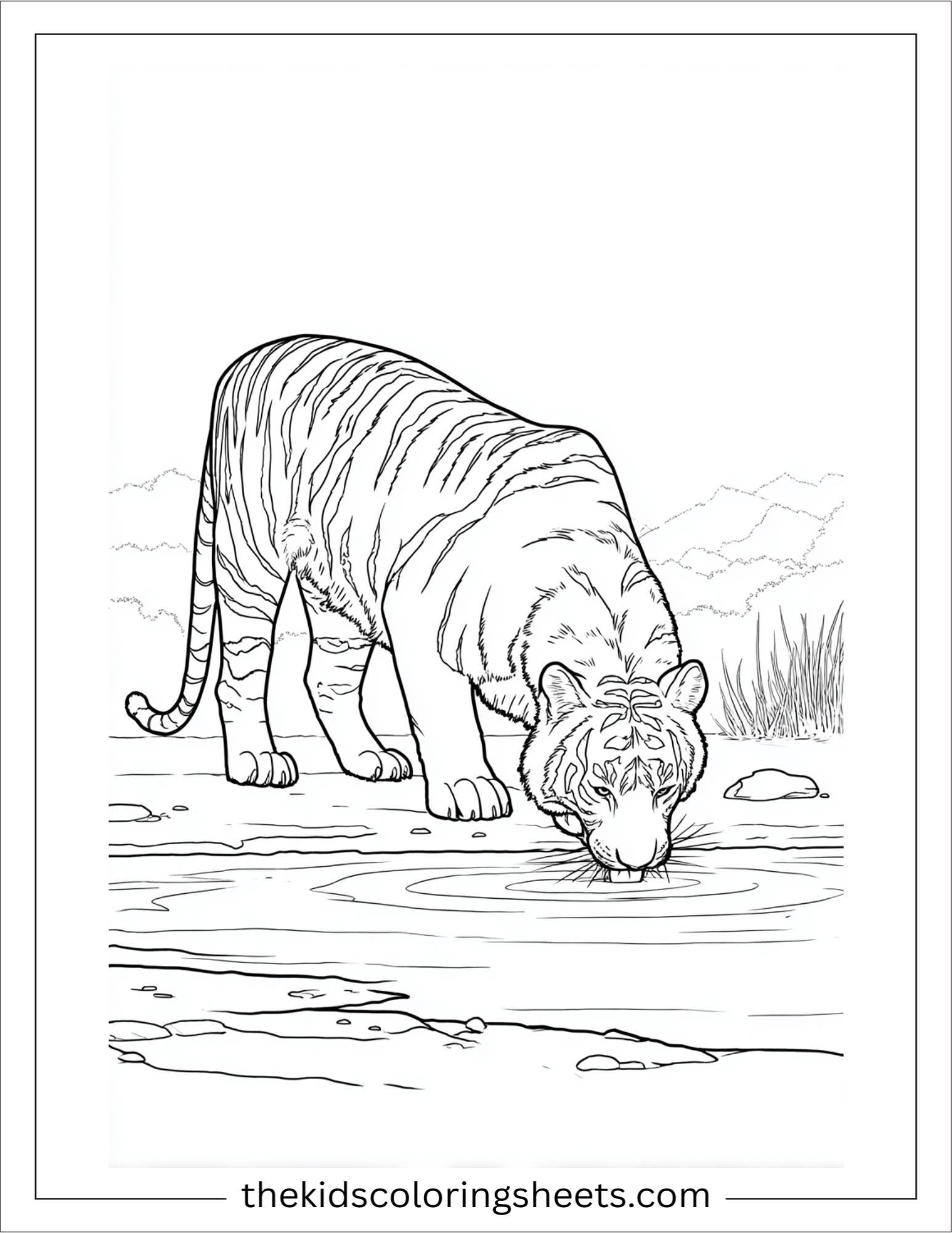 Sher Khan, the tiger, drinking from stream