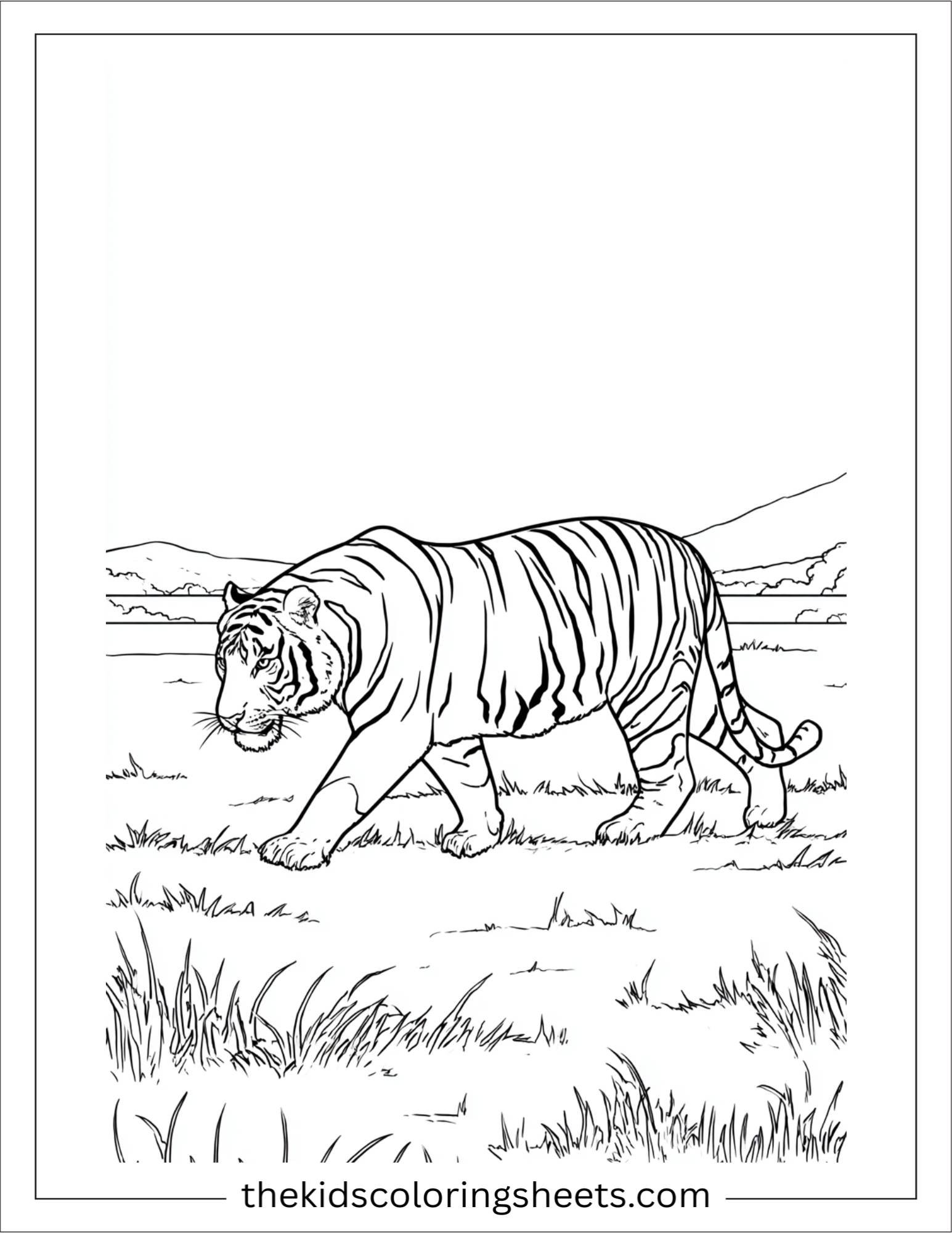 Sher Khan, the tiger, patrolling his territory