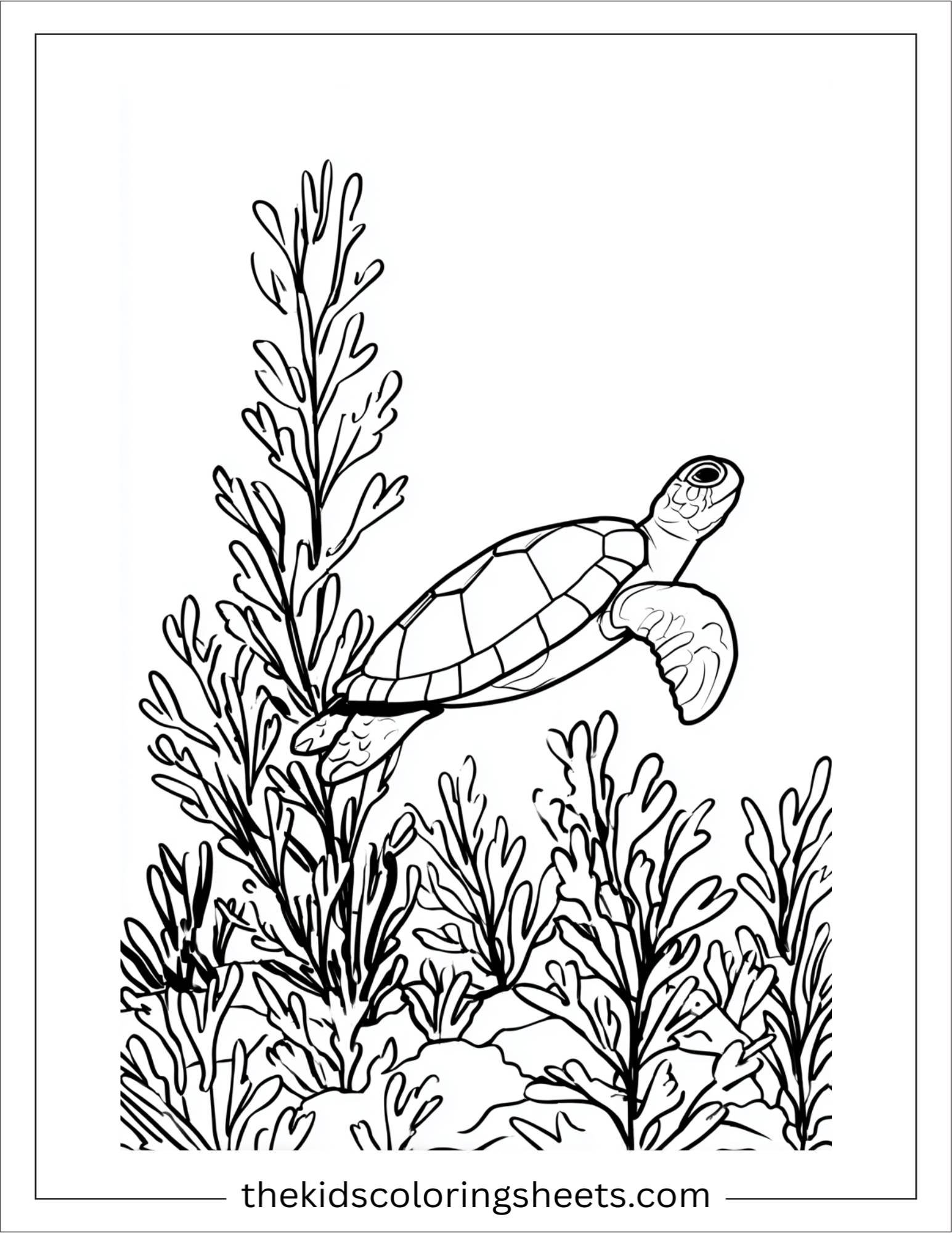 The Sea Turtle floating near seaweed