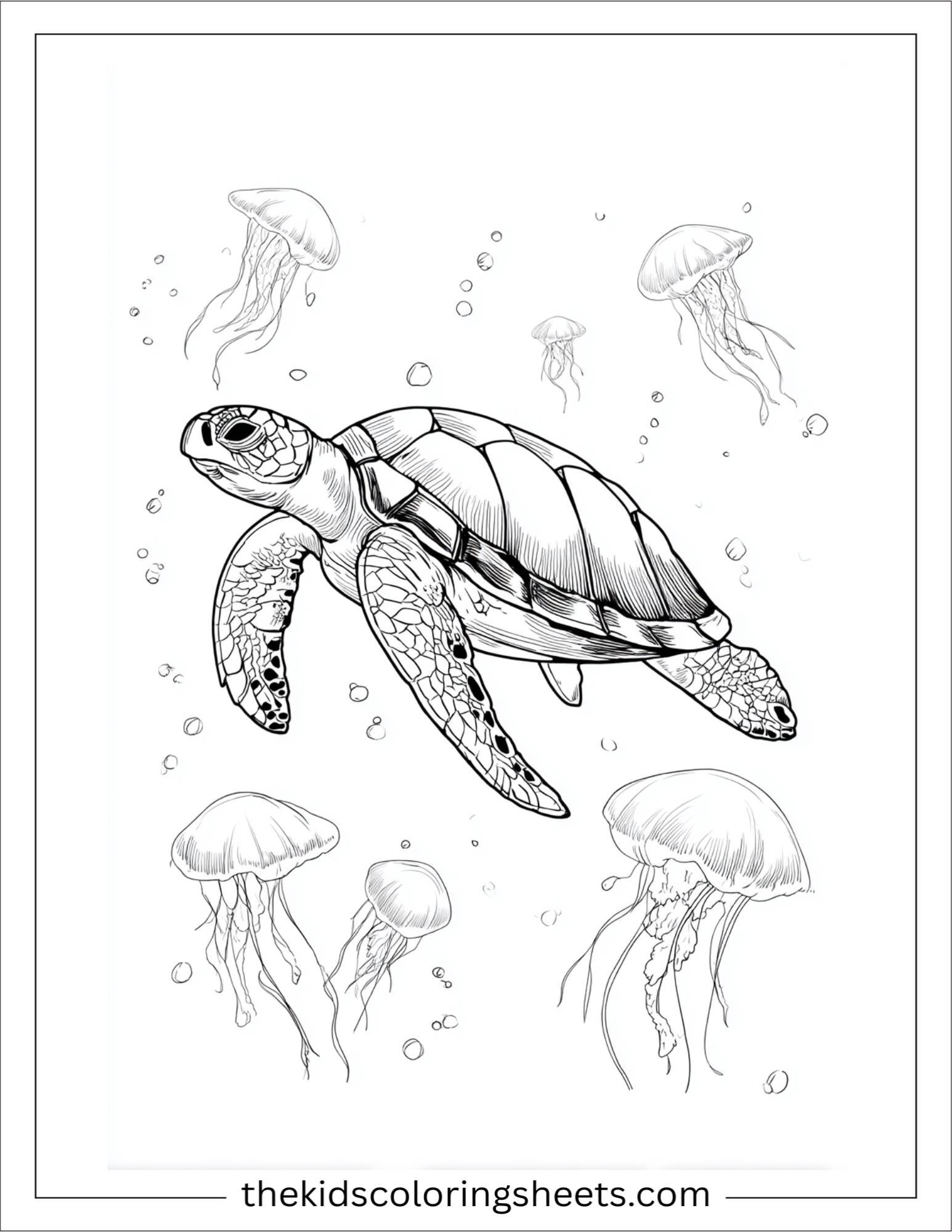 The Sea Turtle floating with jellyfish