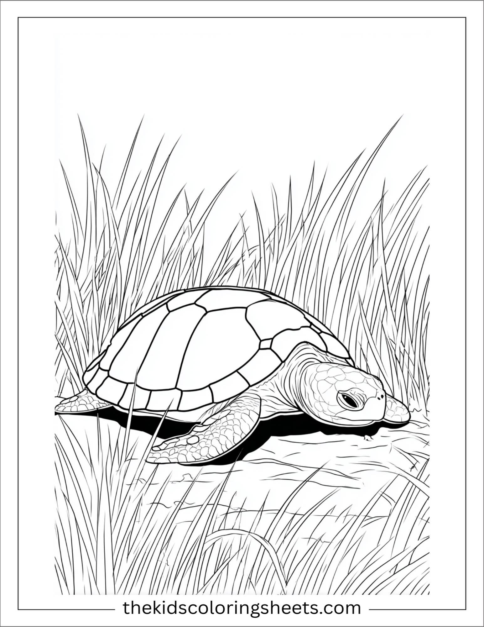 The Sea Turtle napping in sea grass