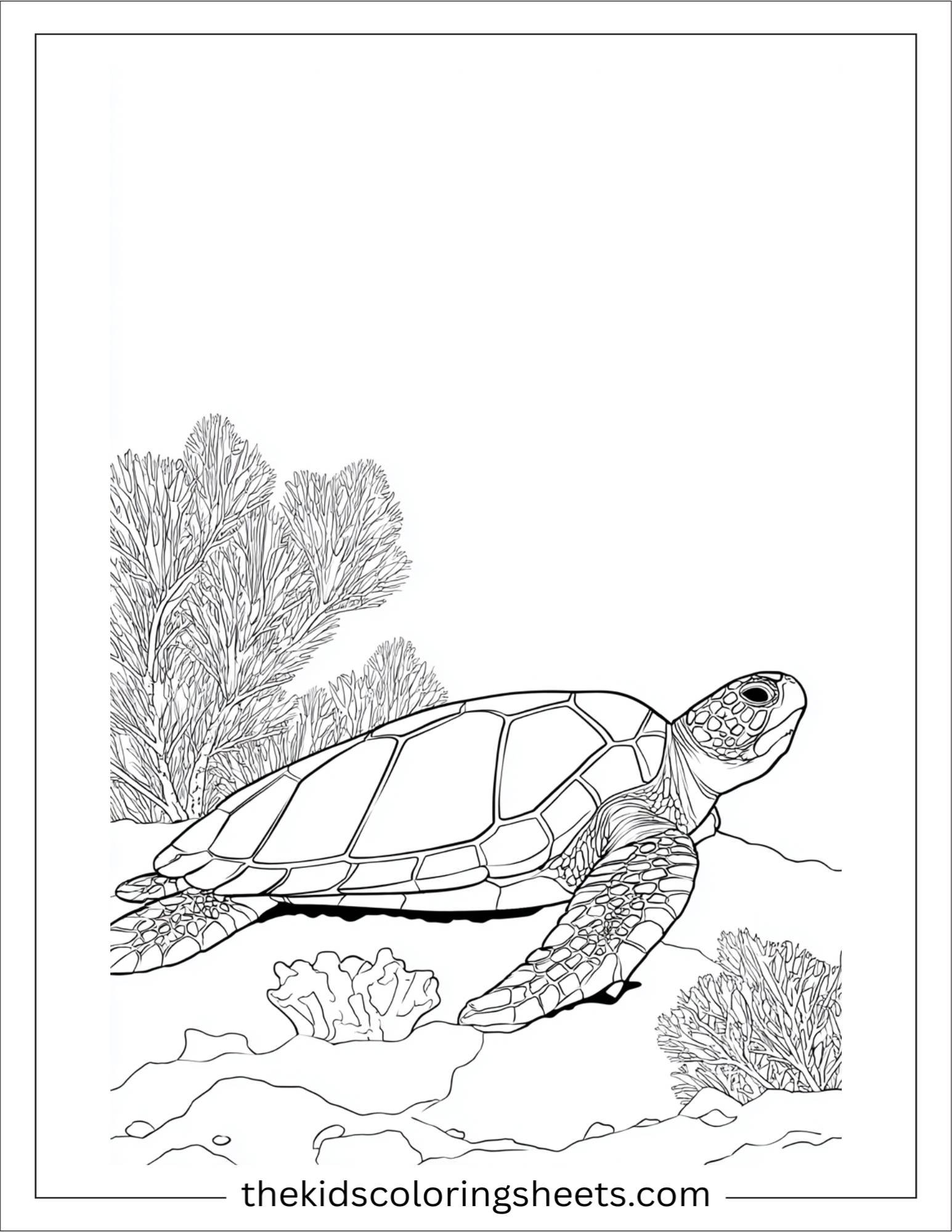 The Sea Turtle resting on coral