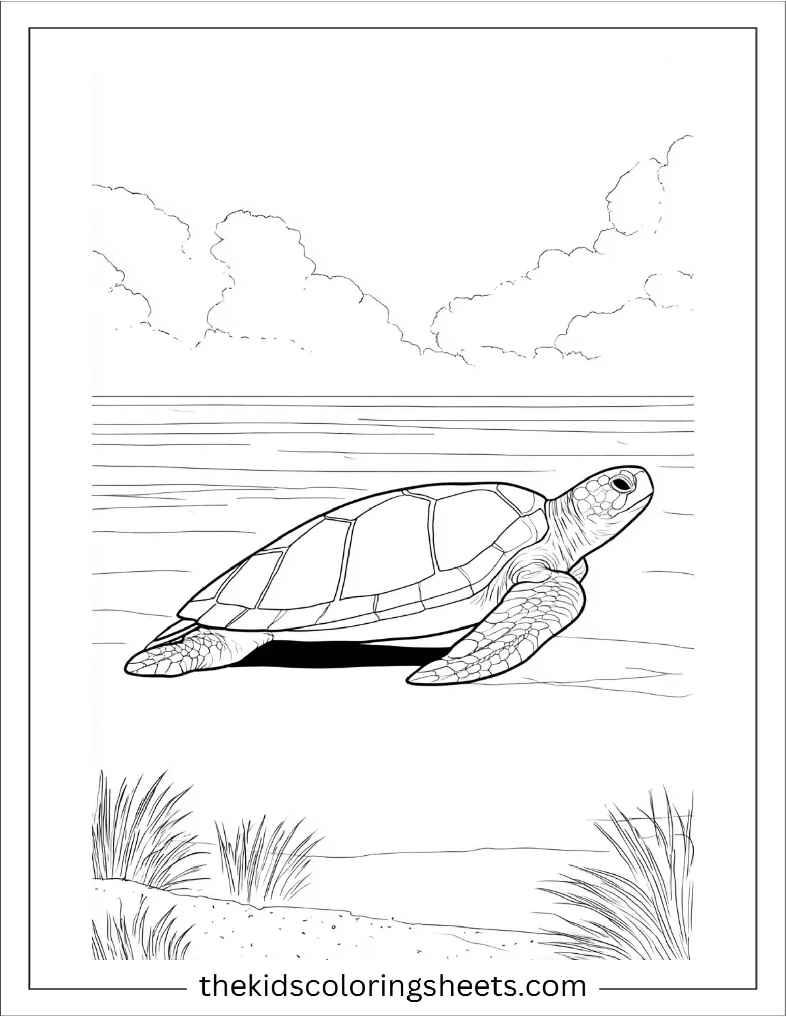 The Sea Turtle surfacing for air