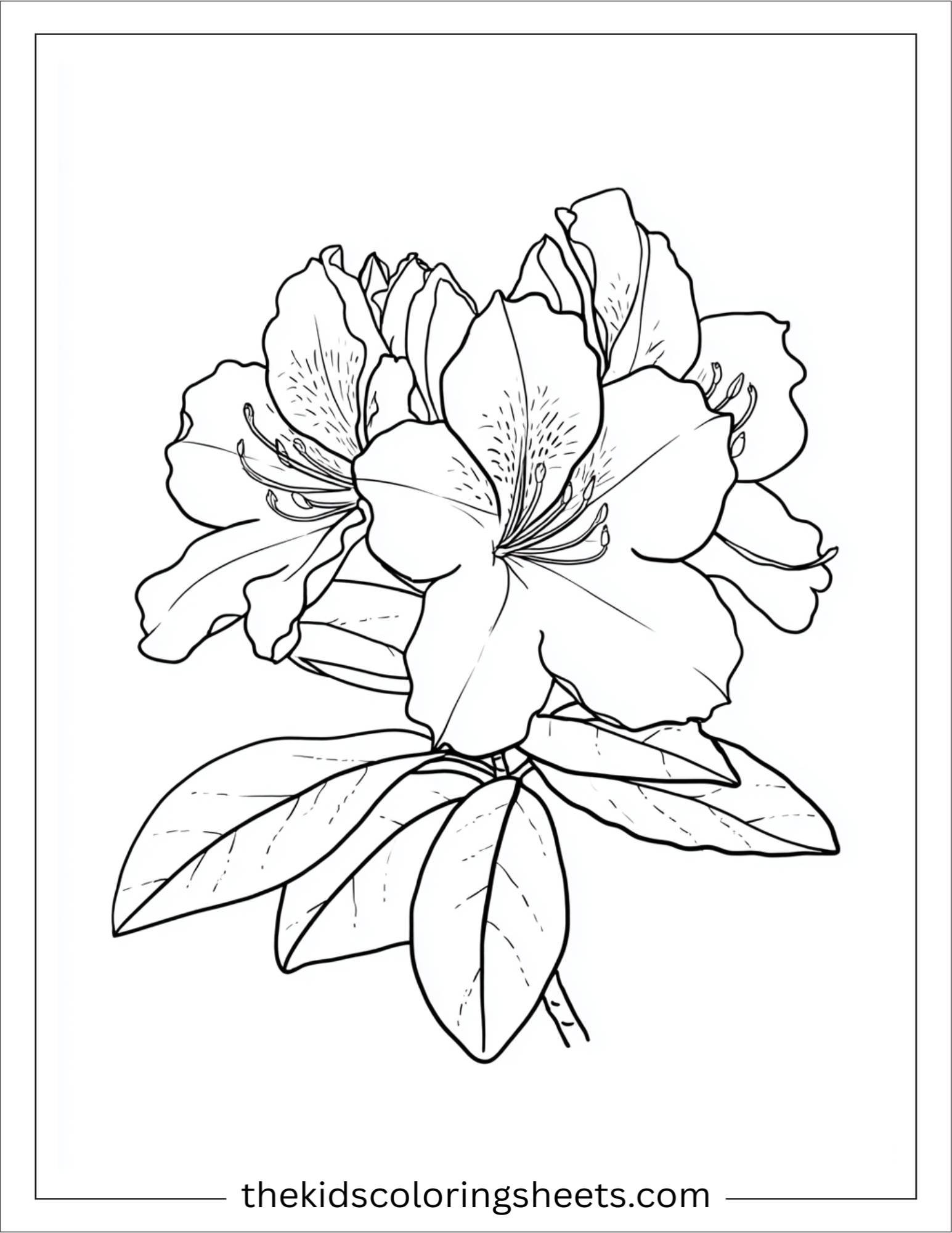 Azalea in full bloom