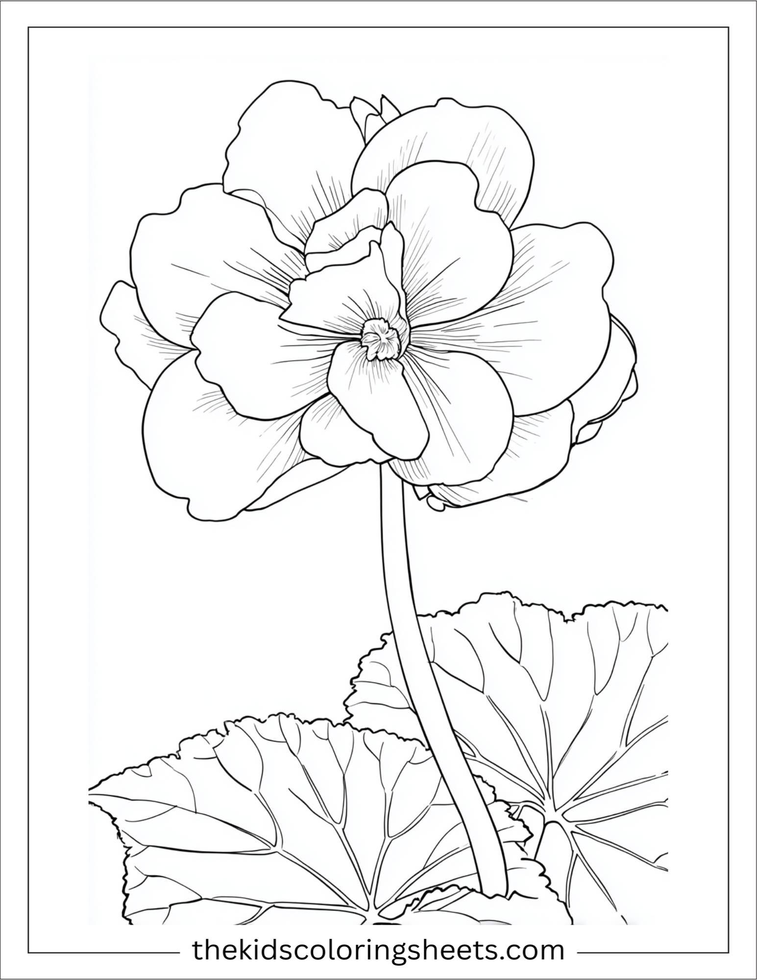 Begonia in full bloom