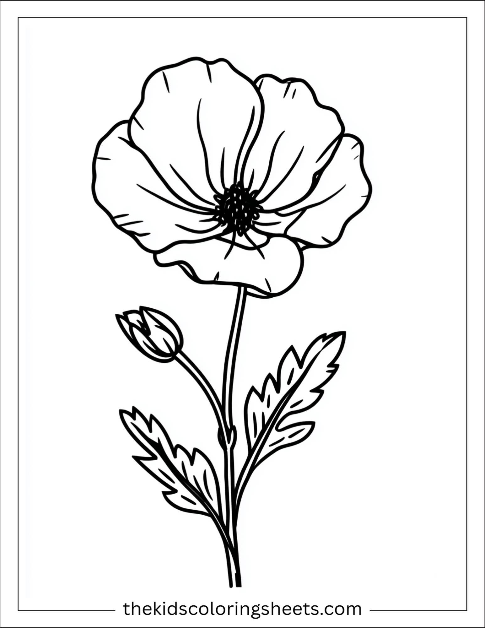 Buttercup in full bloom