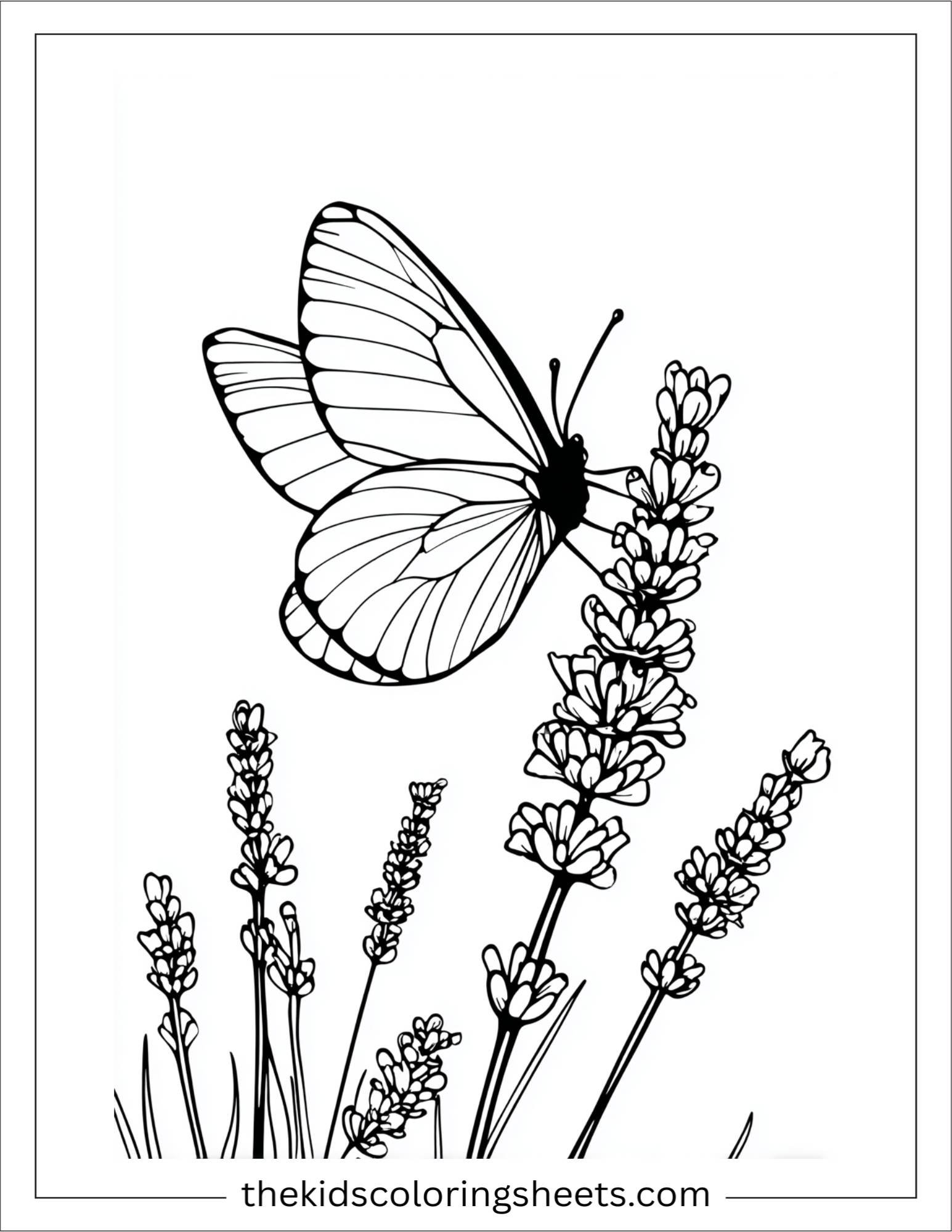 Butterfly resting on lavender