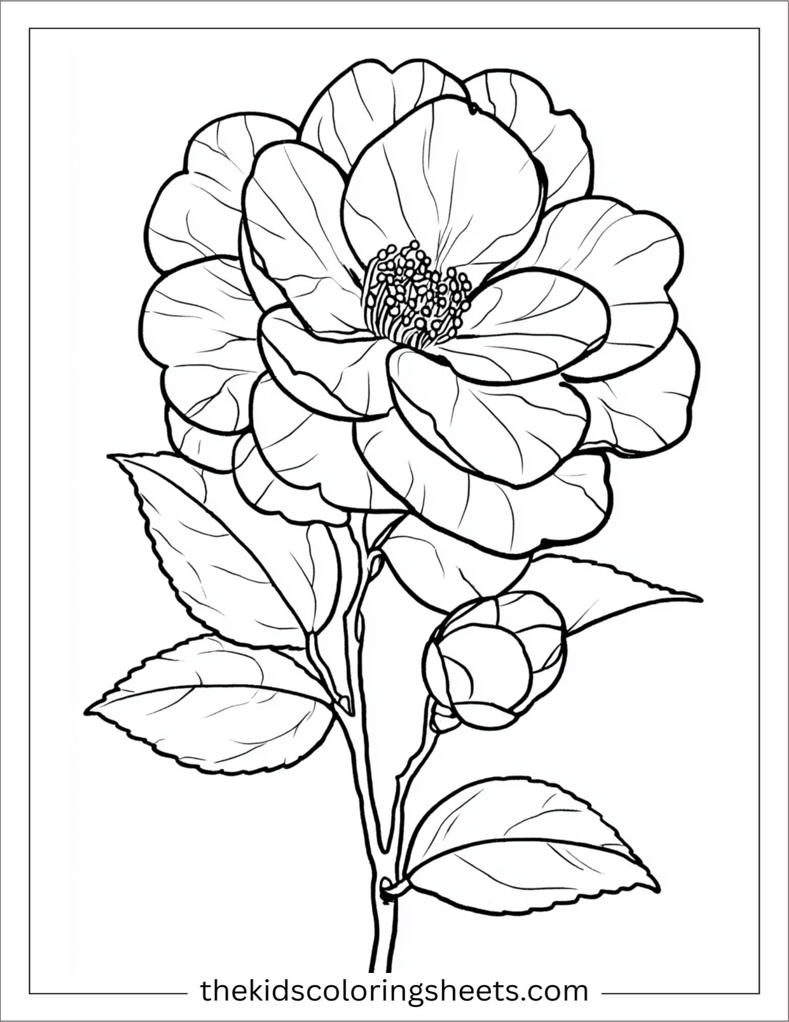 Camellia in full bloom