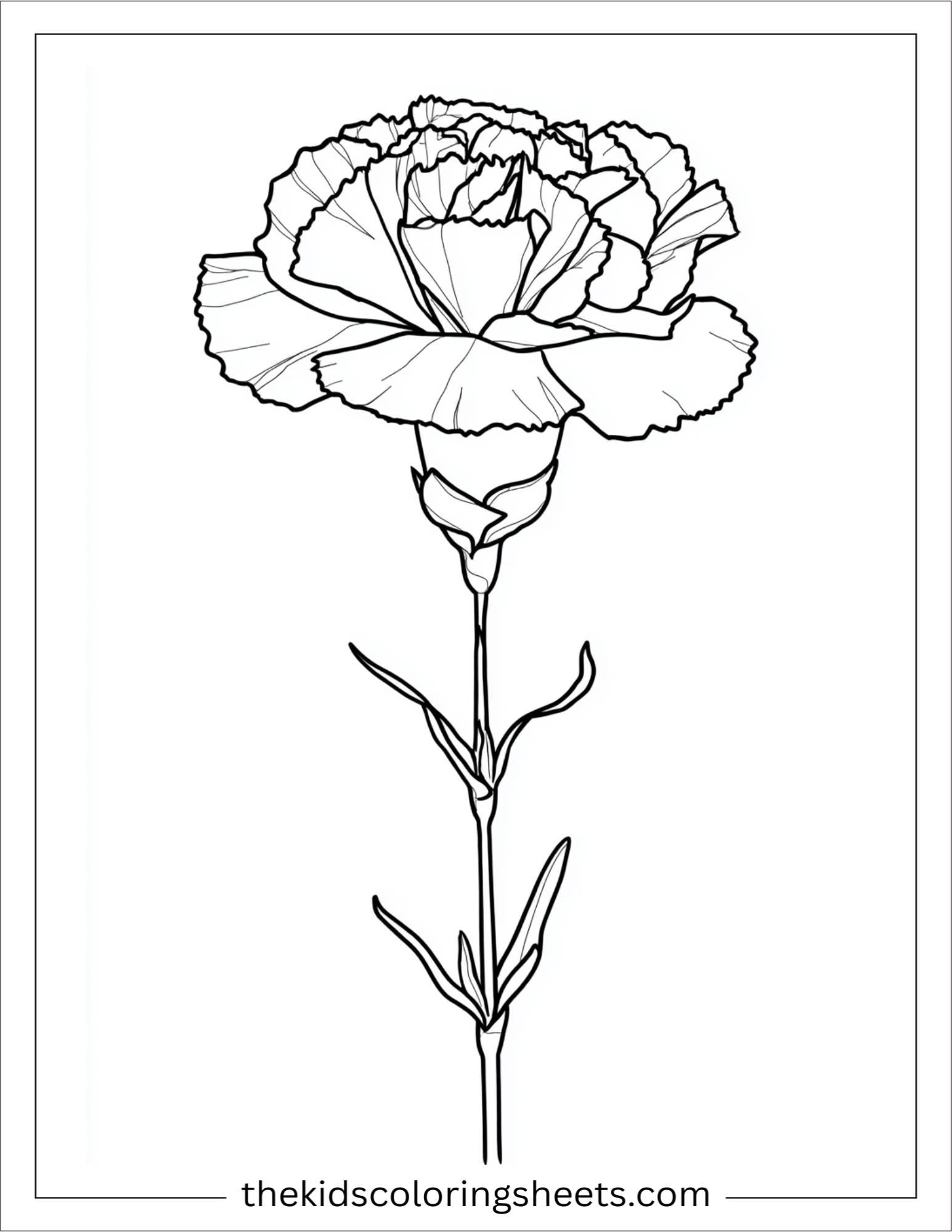 Carnation in full bloom