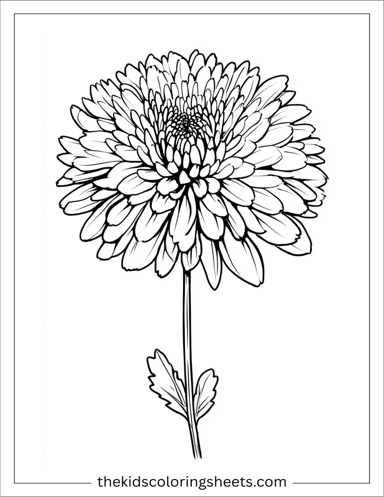 Chrysanthemum in full bloom