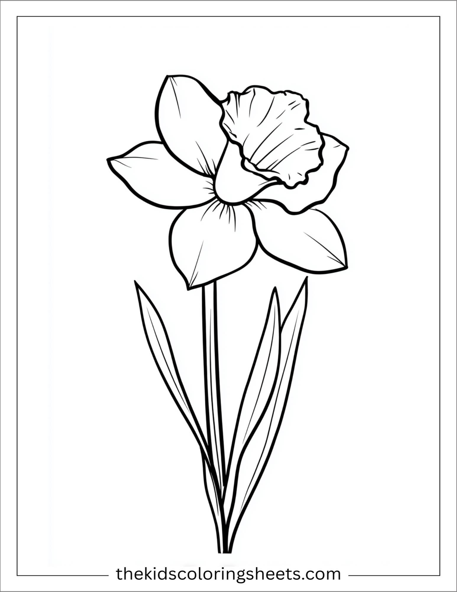 Daffodil in full bloom