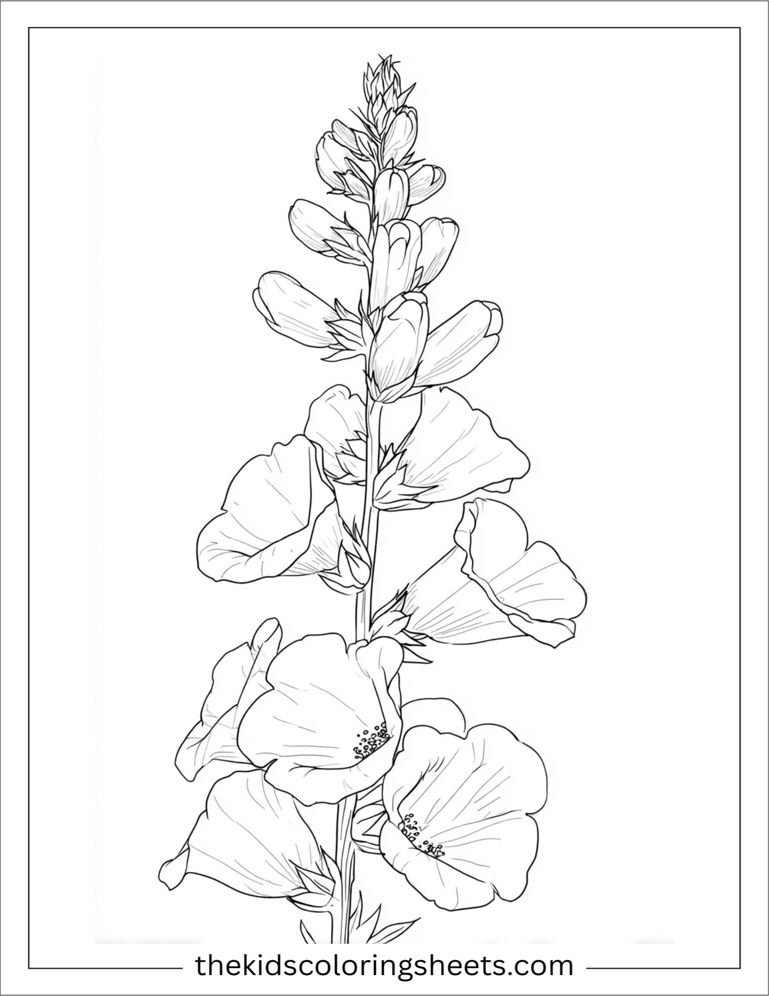 Foxglove in full bloom