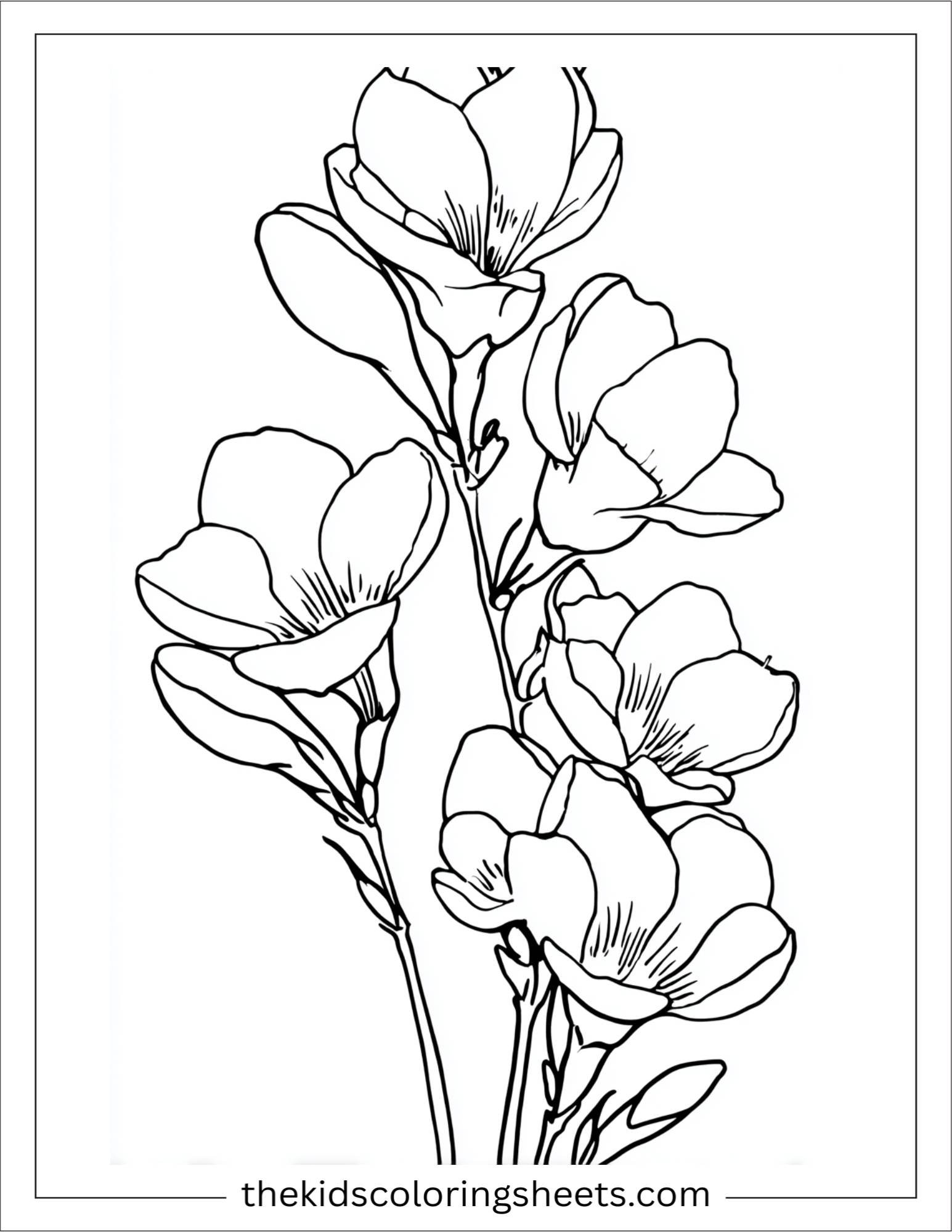 Freesia in full bloom