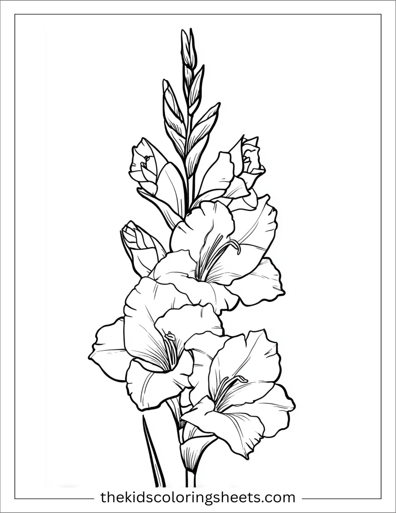 Gladiolus in full bloom