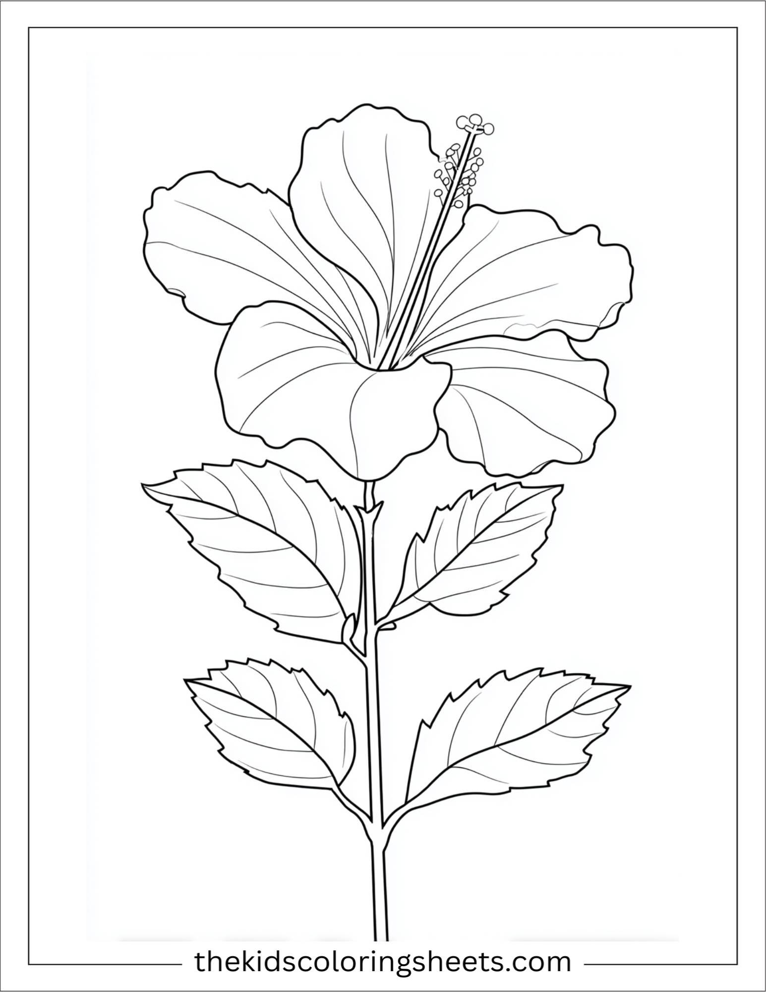 Hibiscus in full bloom