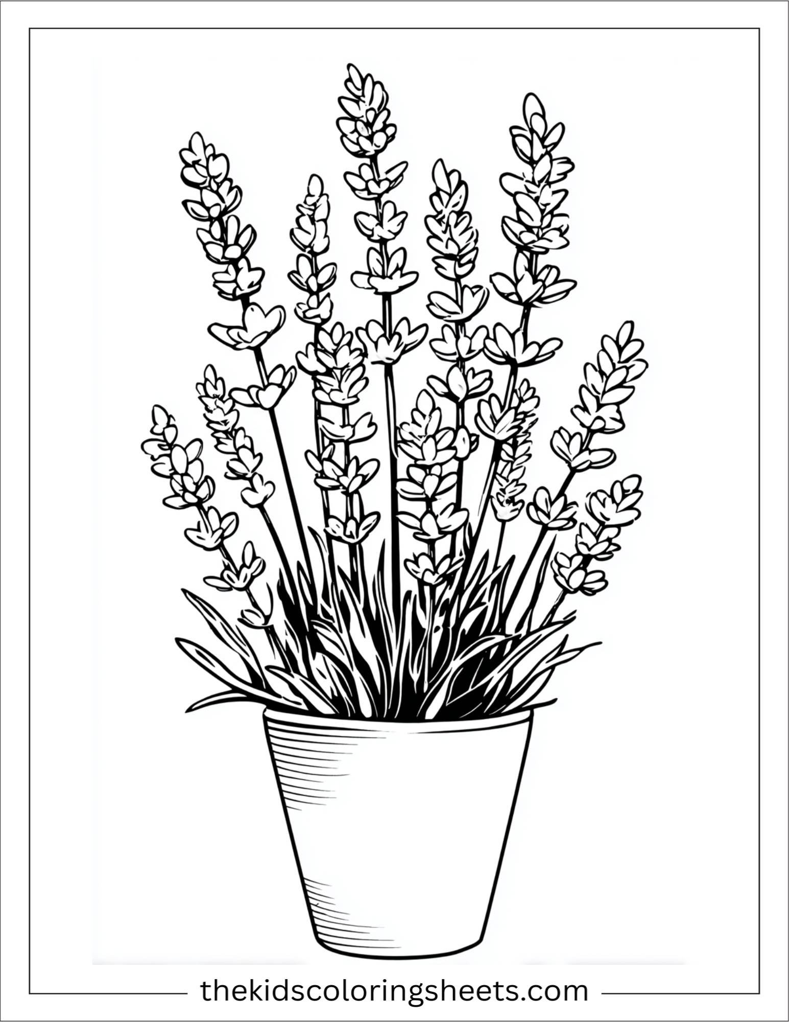 Lavender Growing in Pot