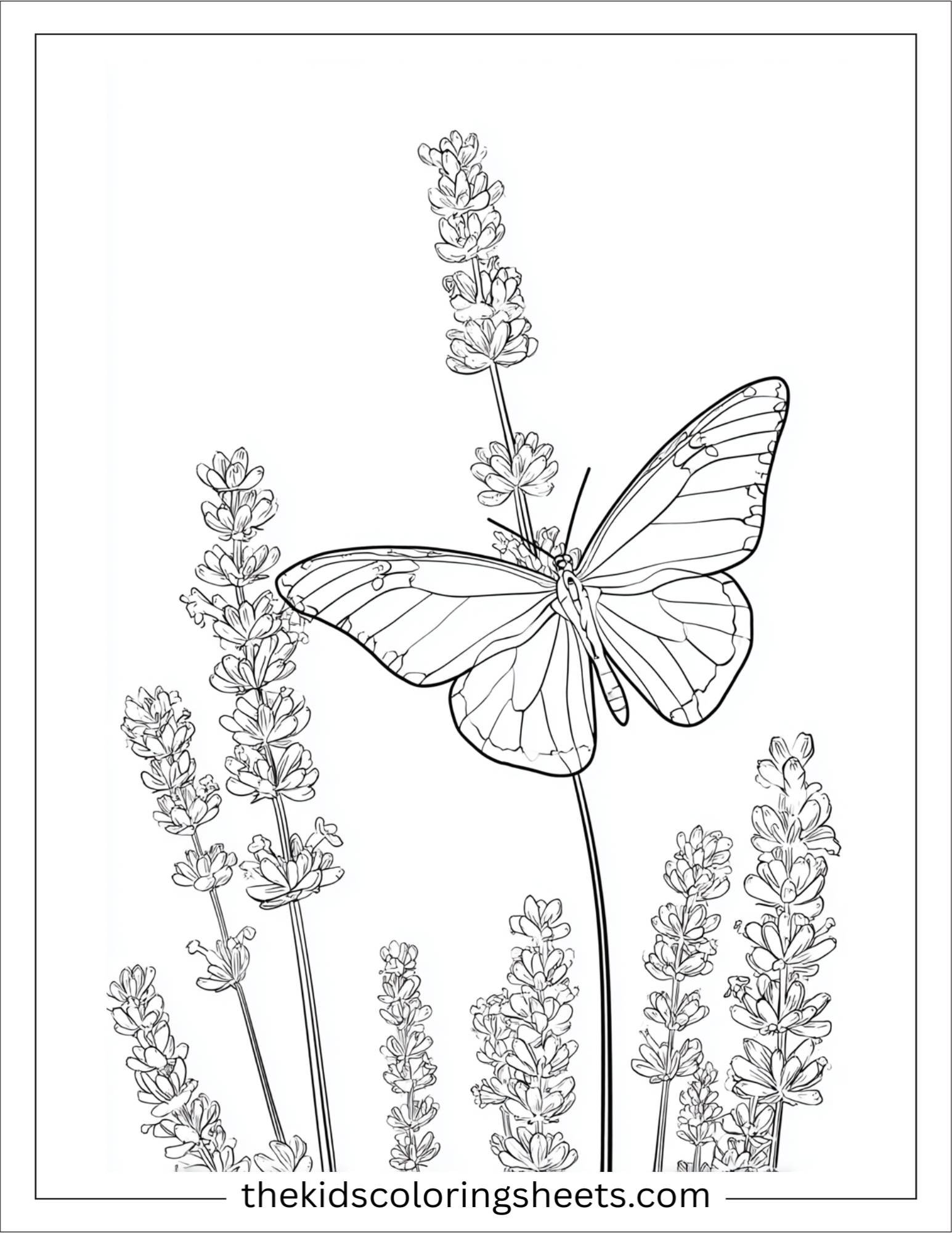 Lavender and Butterfly