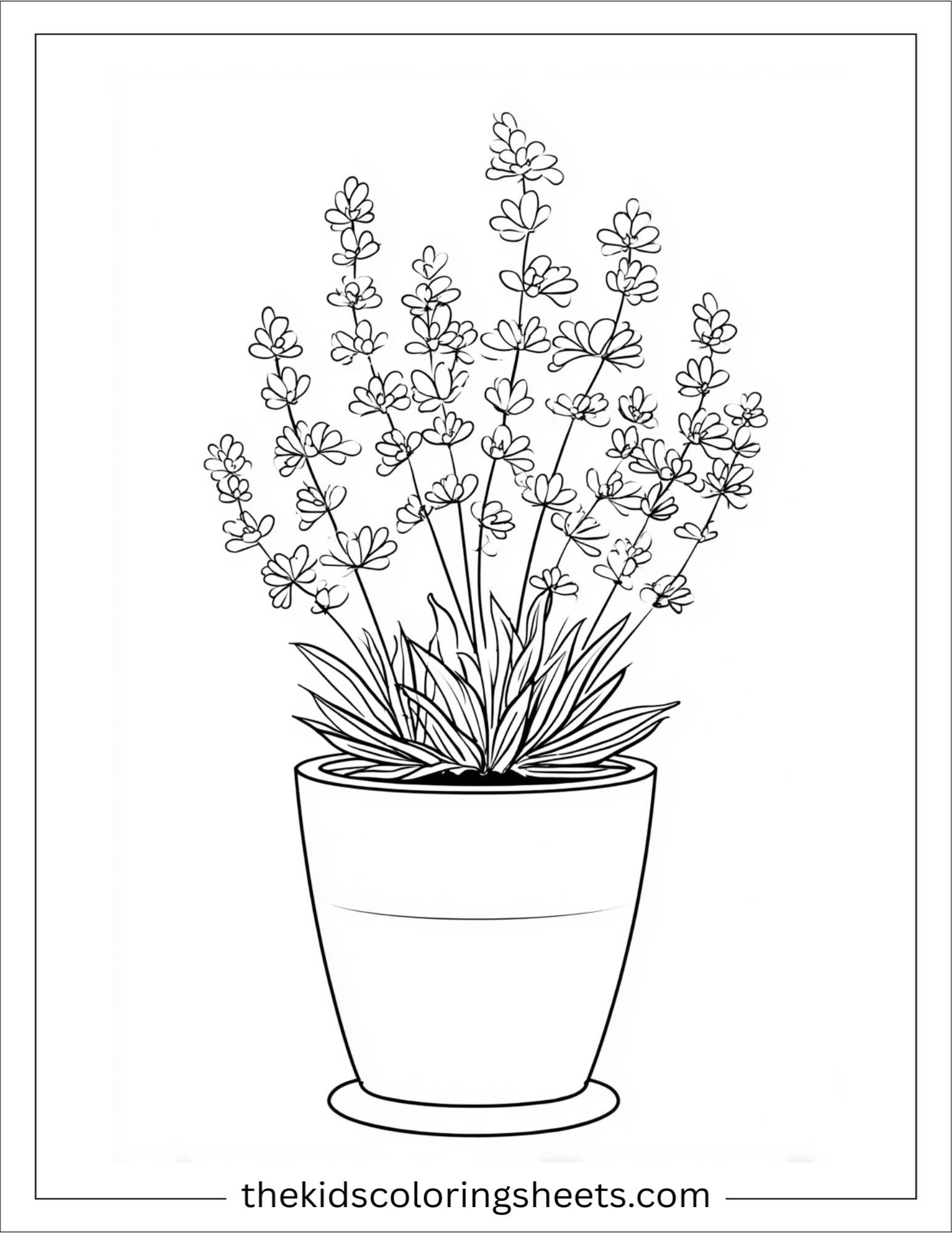 Lavender in flower pot