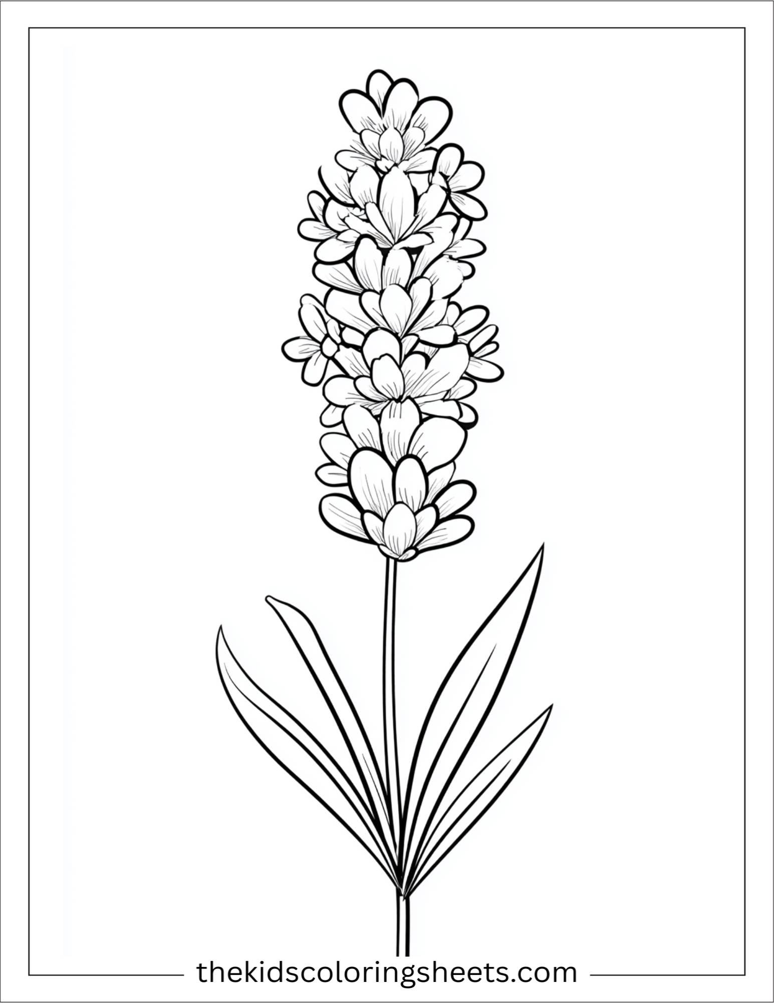 Lavender in full bloom