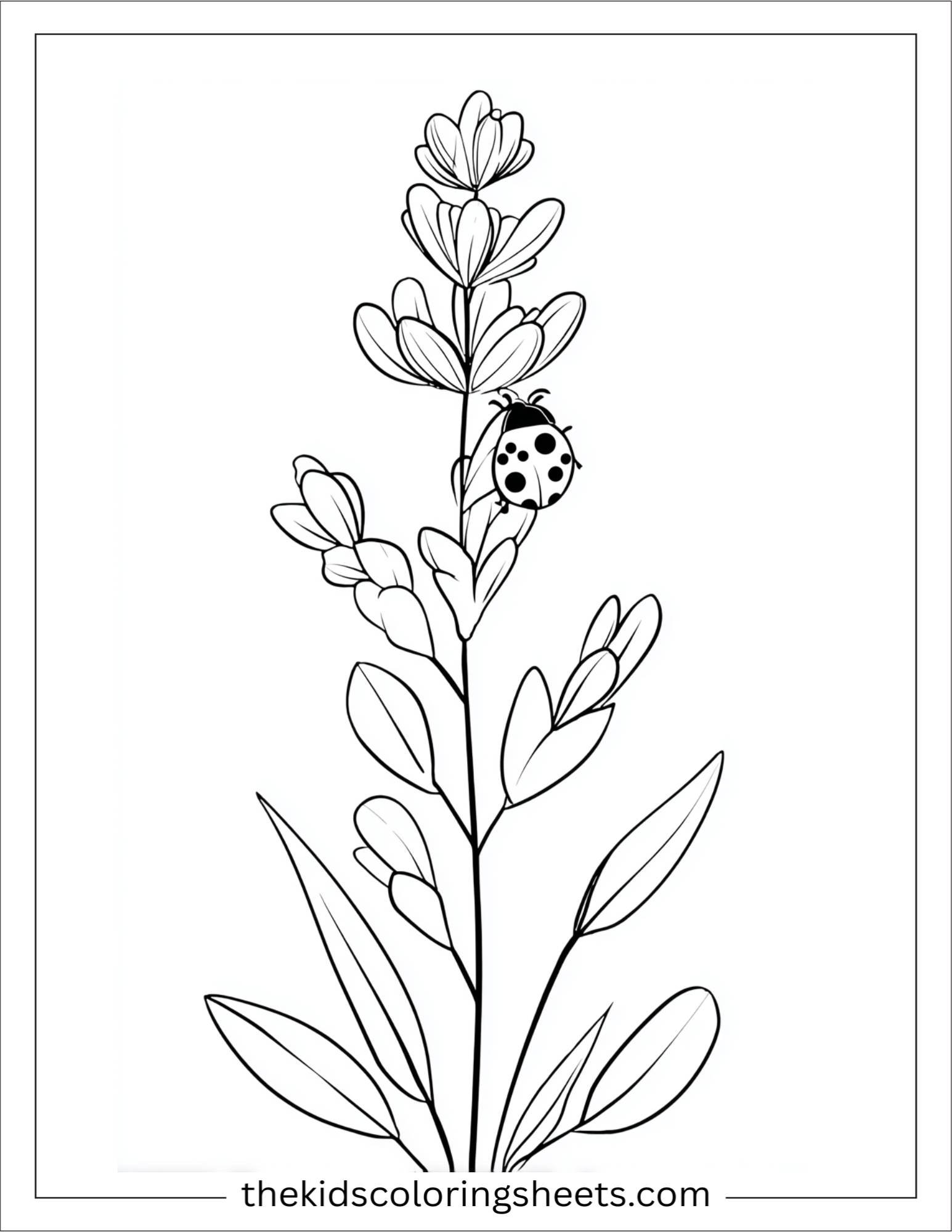 Lavender with Ladybug