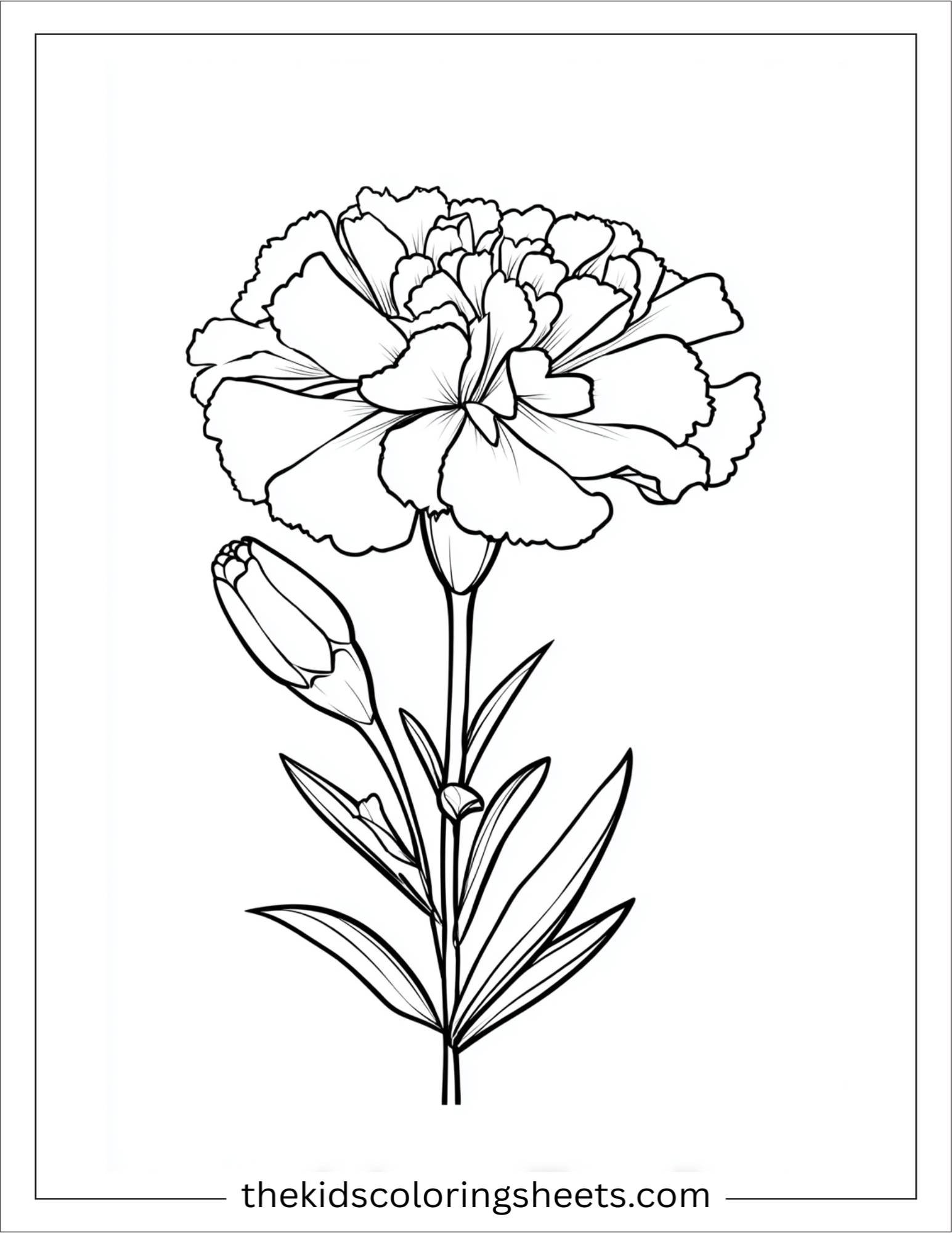 Marigold in full bloom