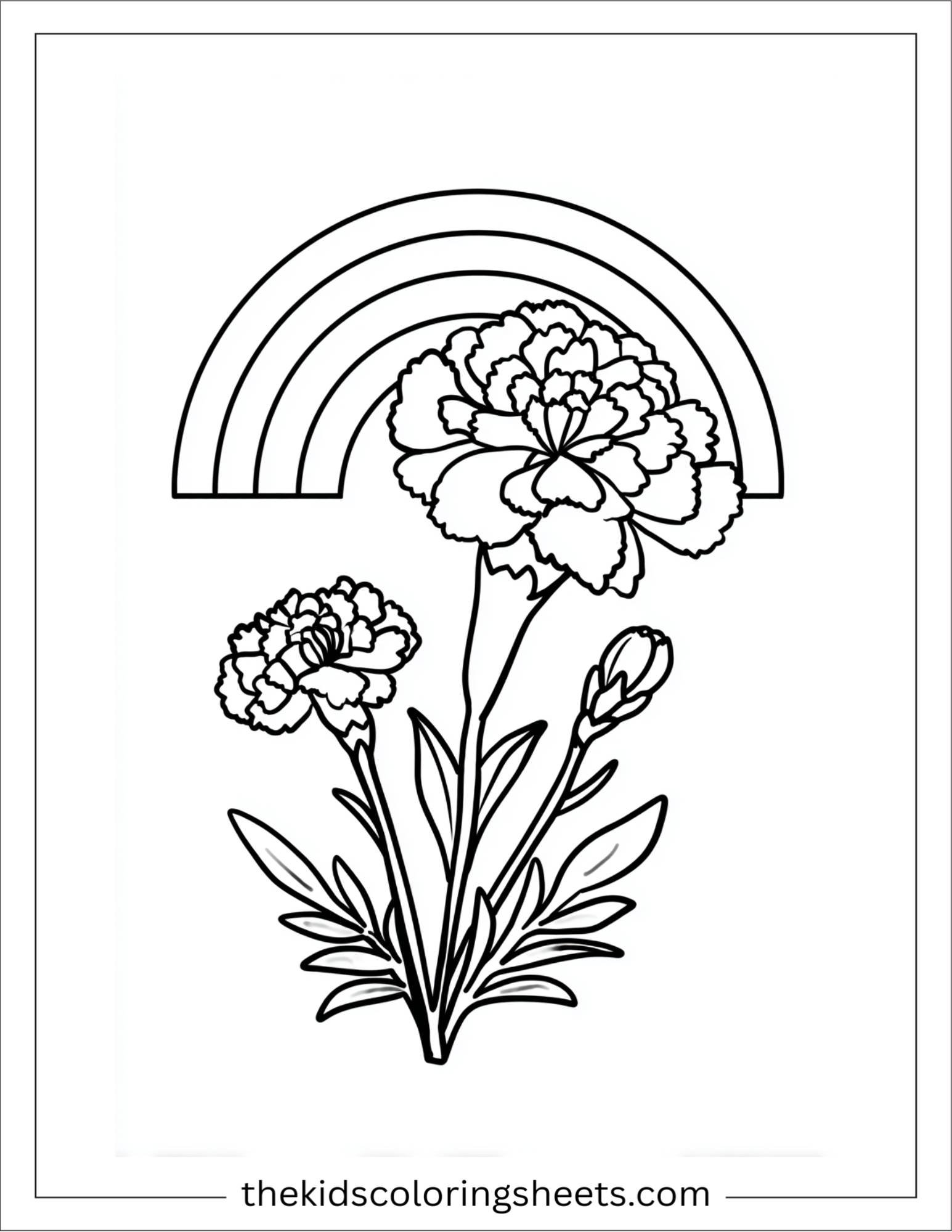 Marigold under rainbow