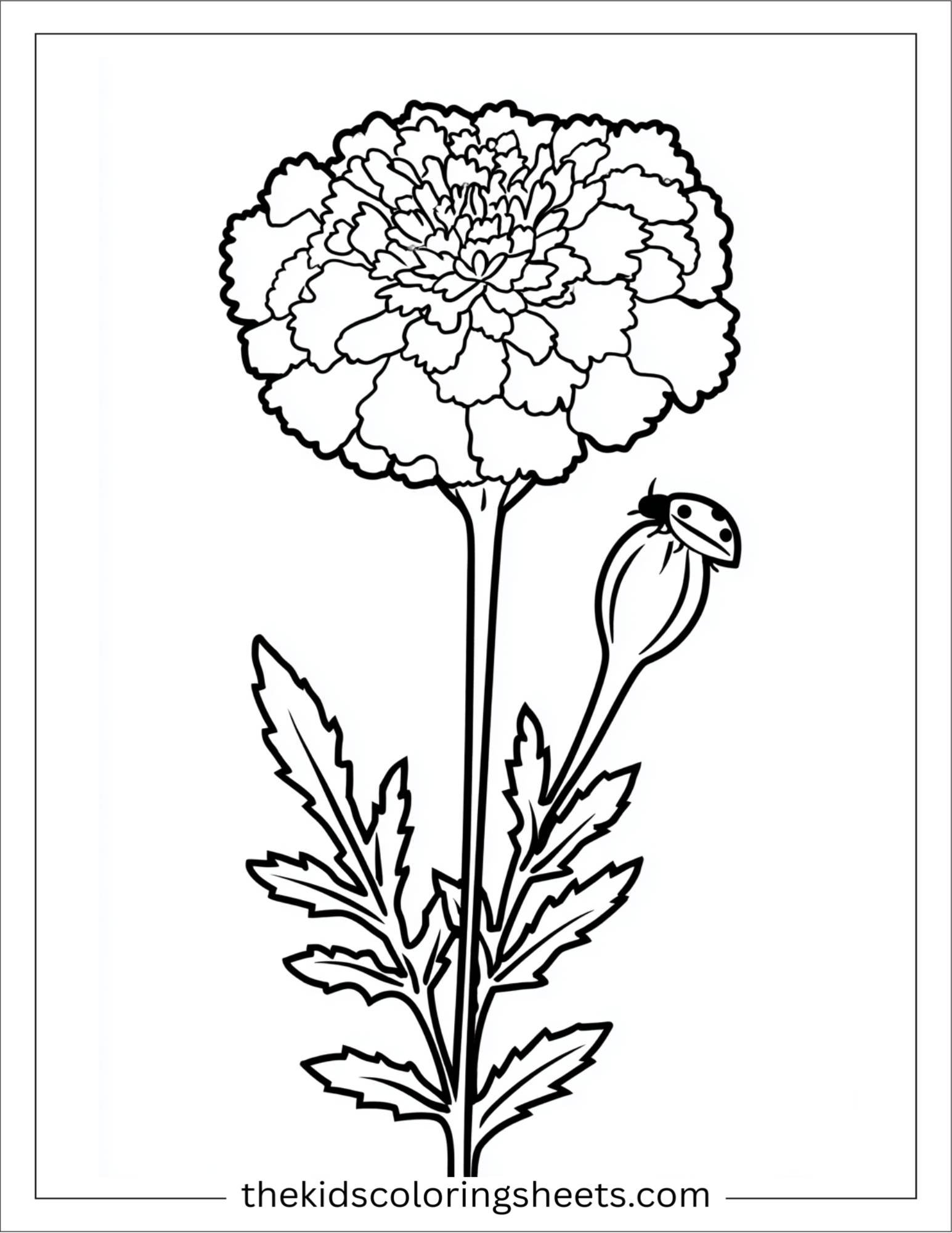 Marigold with ladybug