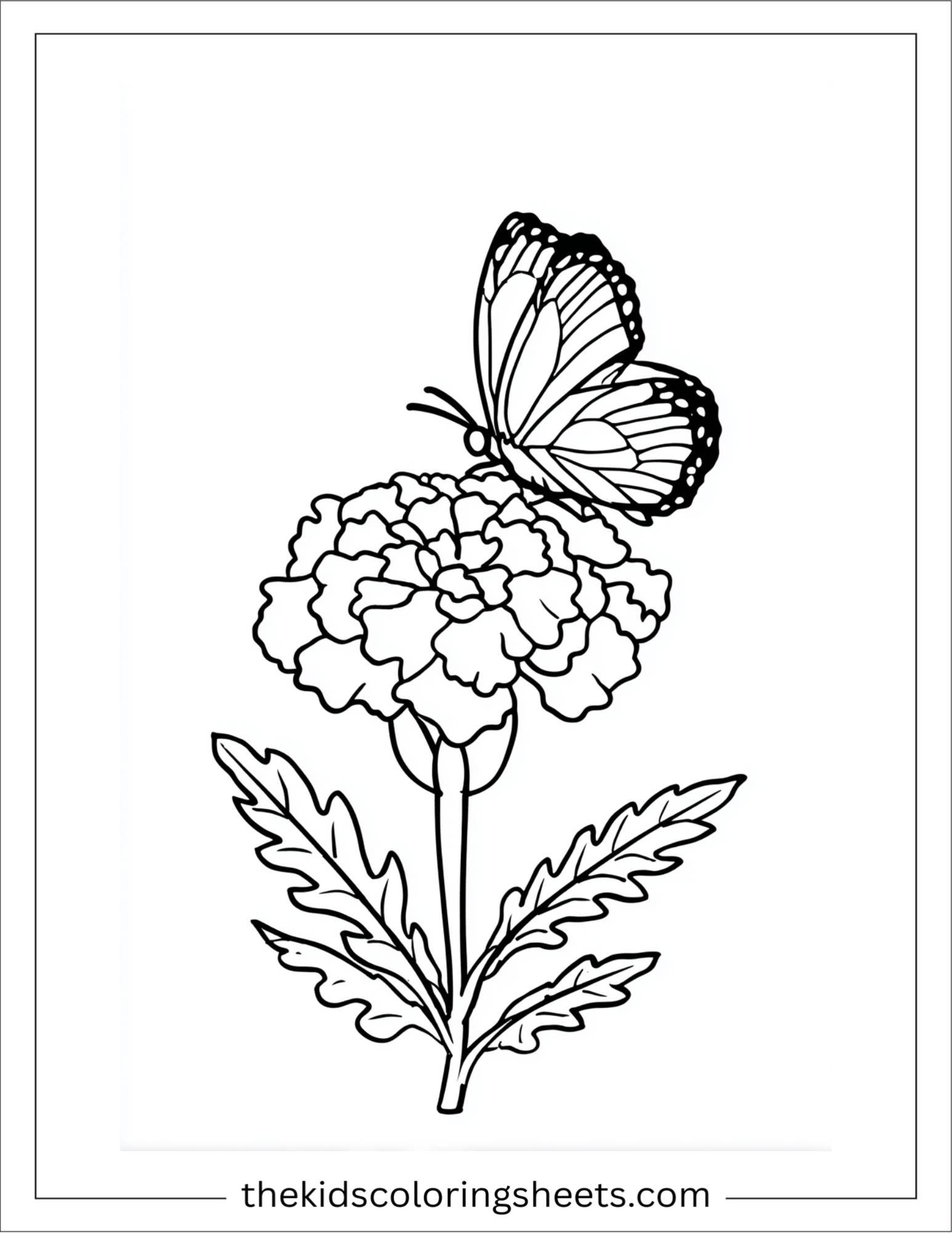 Marigold with tiny butterfly