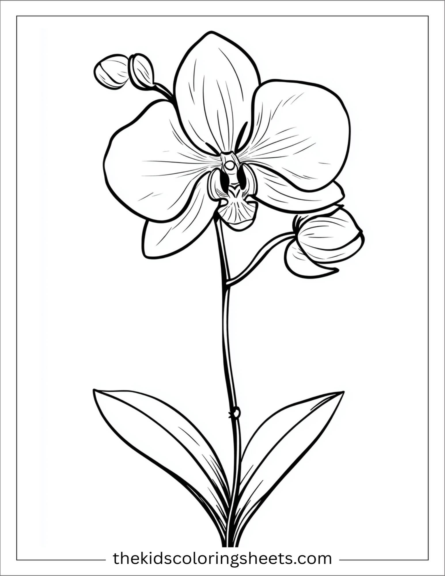 Orchid in full bloom