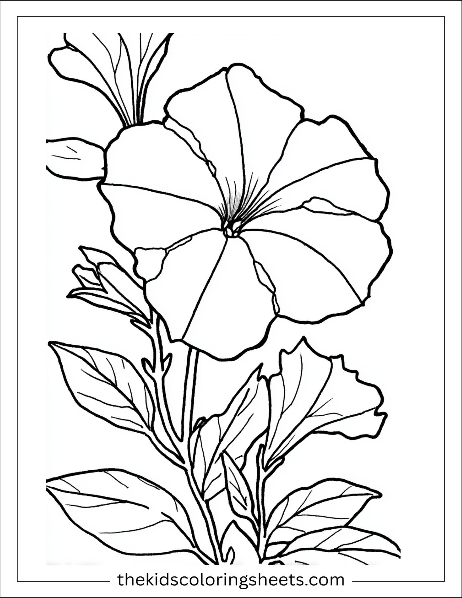 Petunia in full bloom