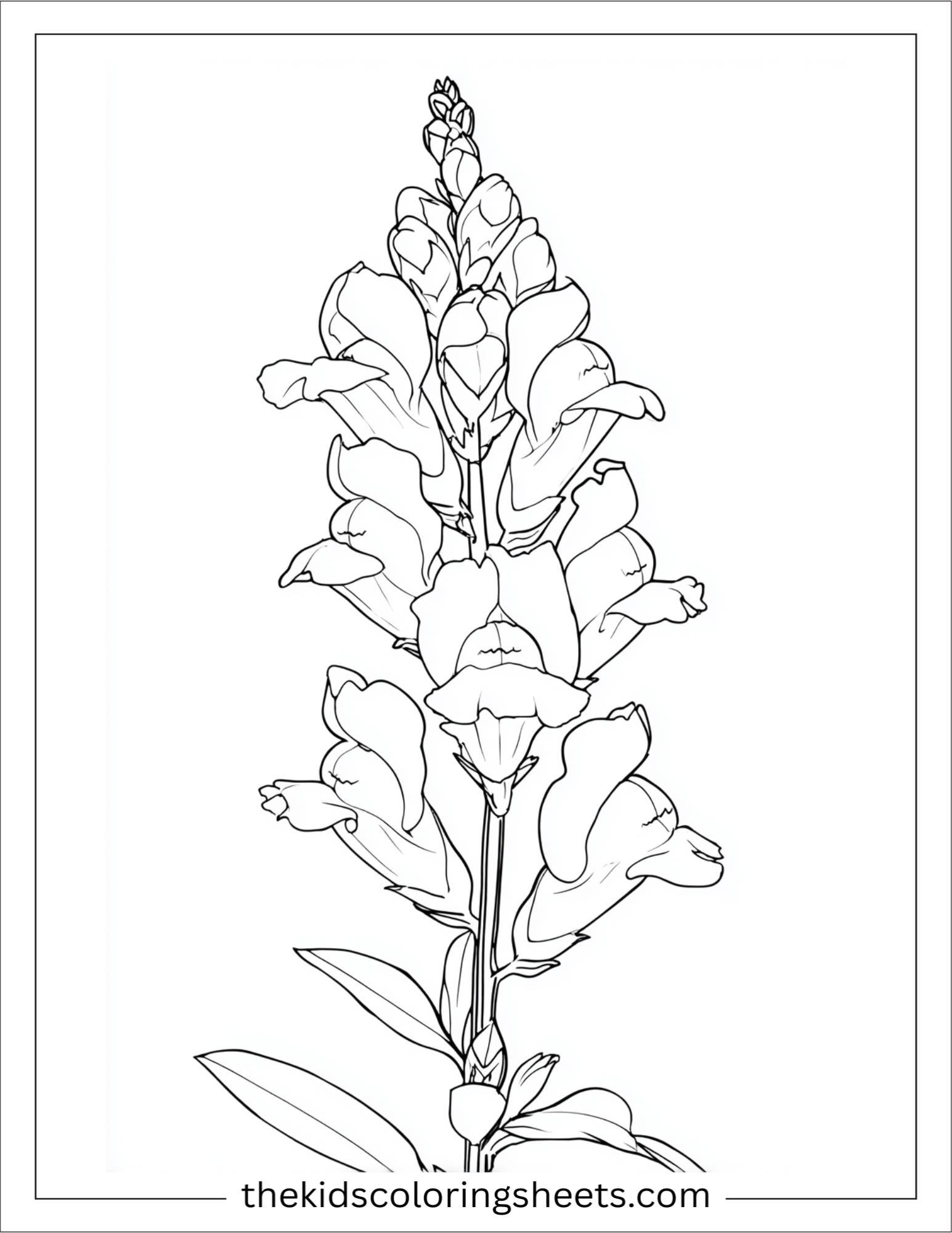 Snapdragon in full bloom