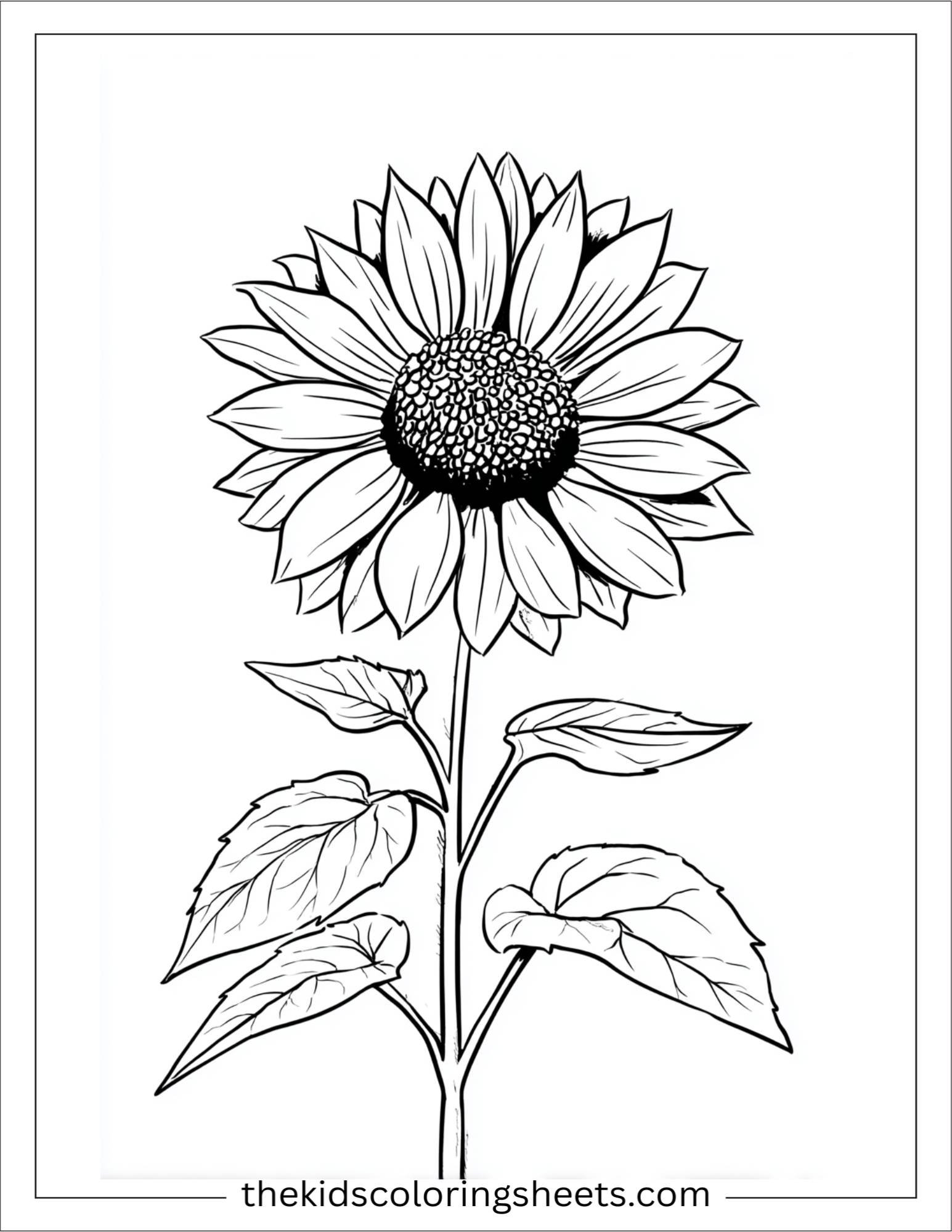 Sunflower in full bloom