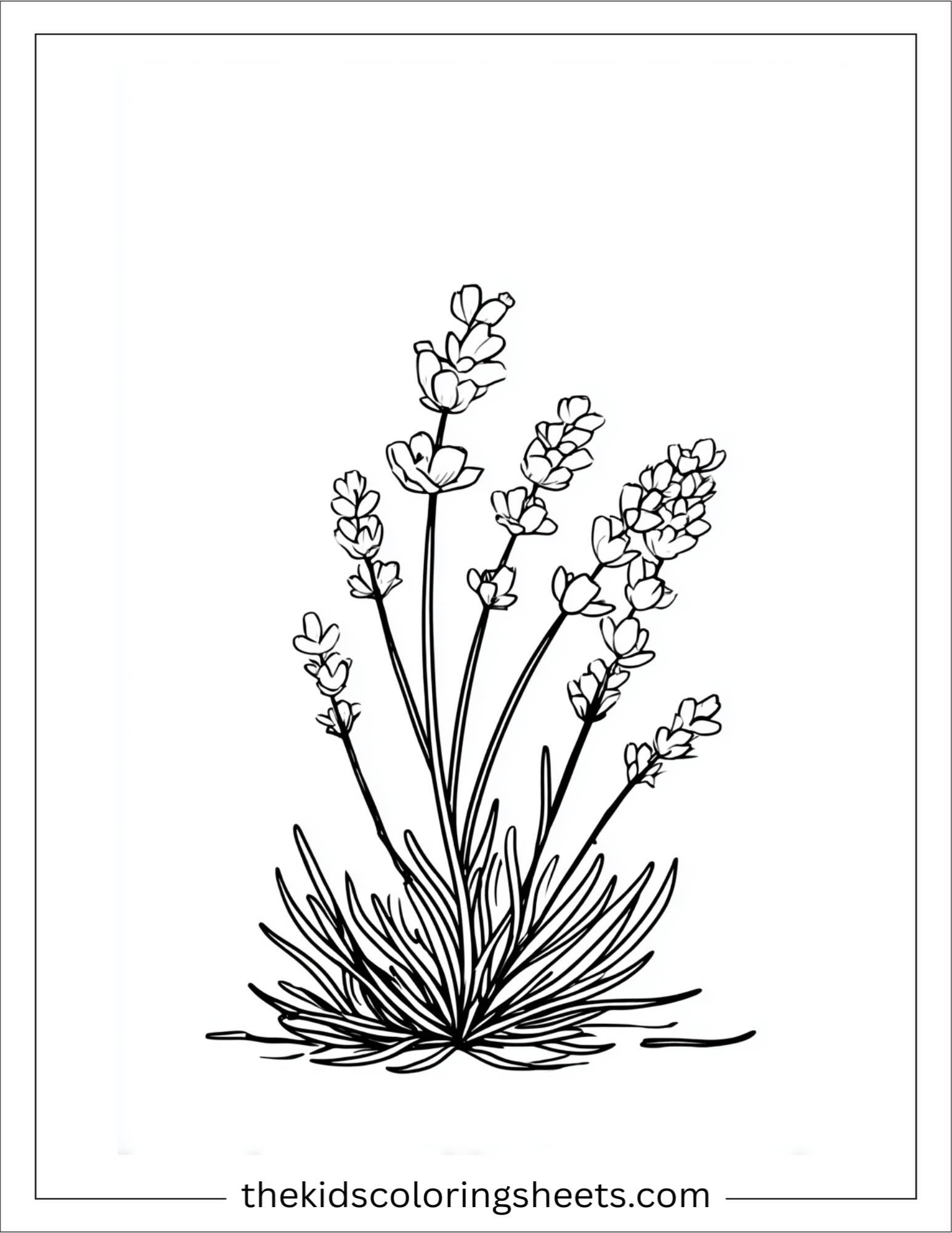 Windy lavender field