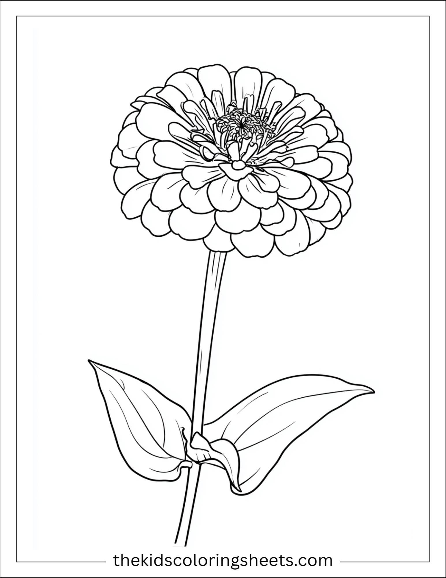 Zinnia in full bloom