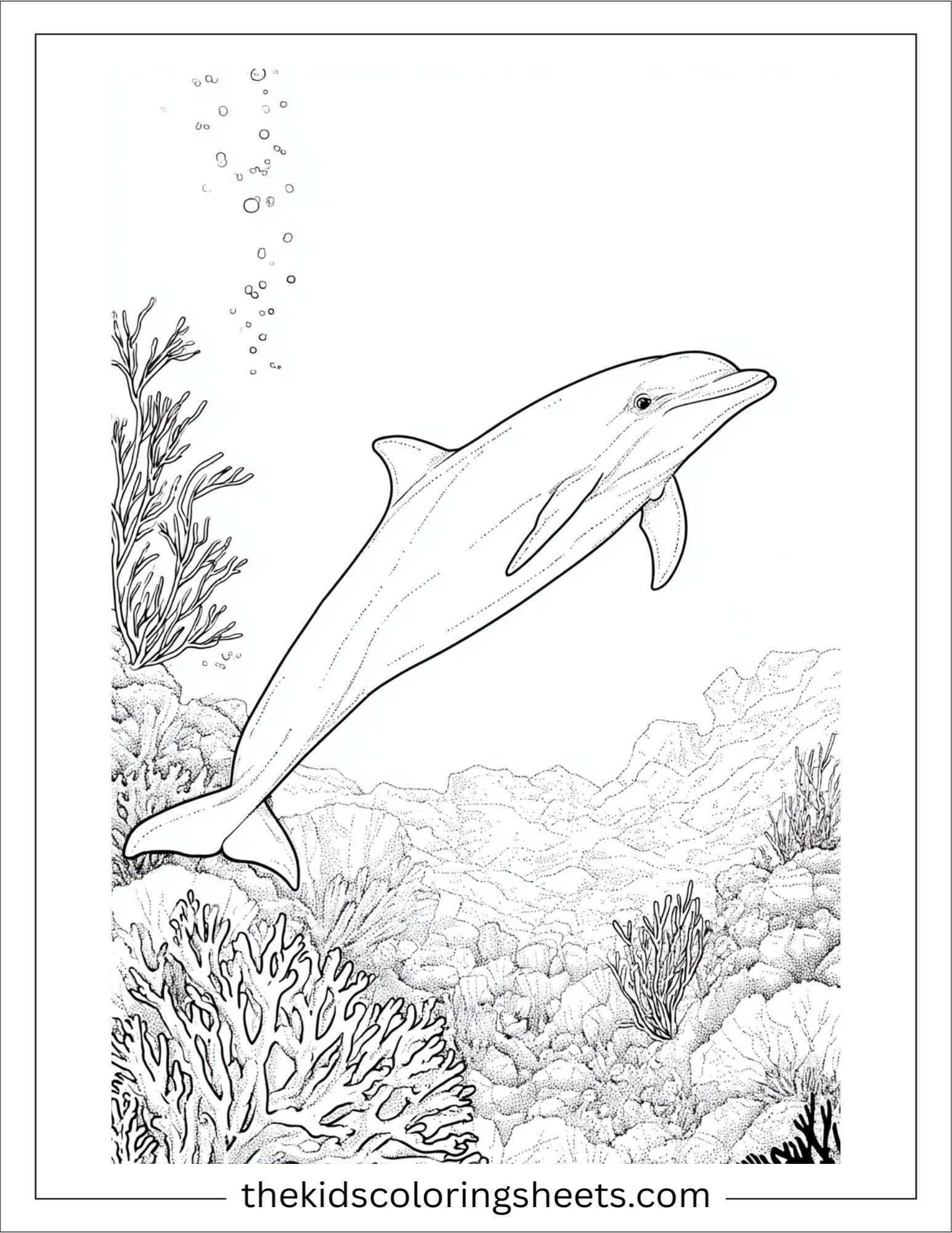 dolphin exploring coral